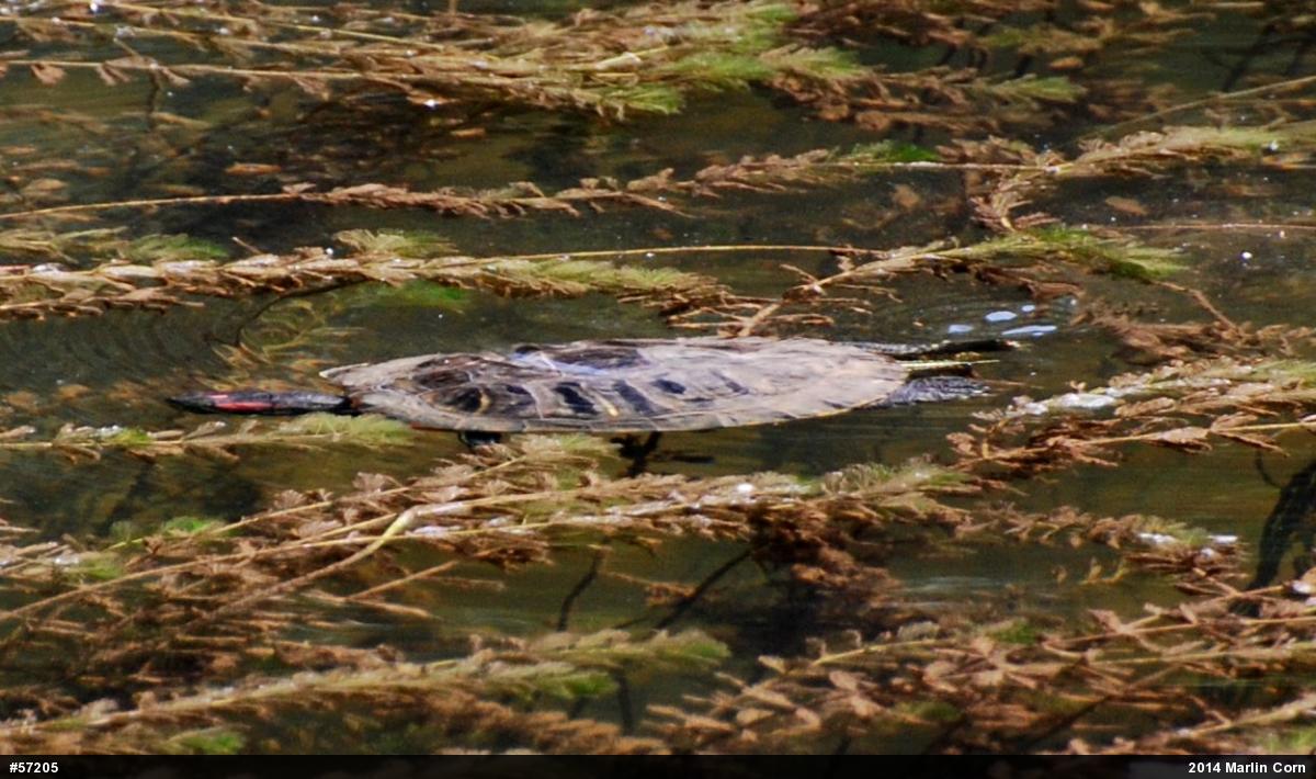Red-eared Slider