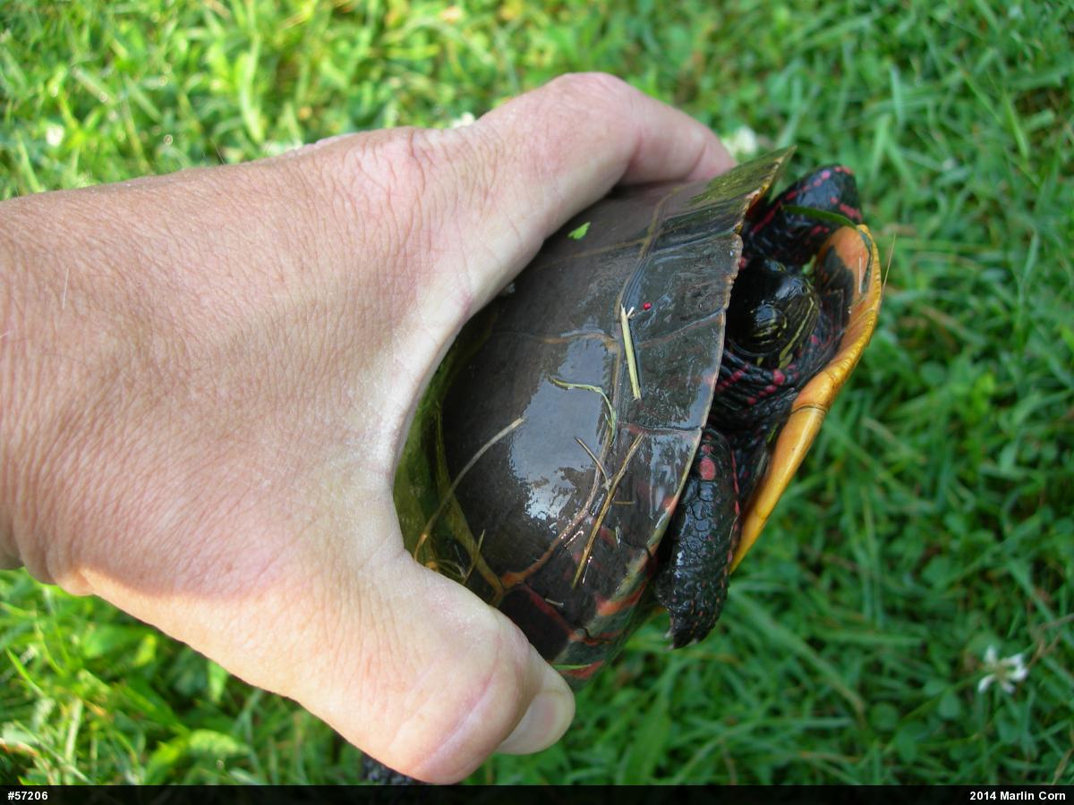 Eastern Painted Turtle