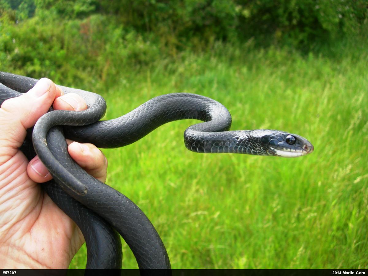 Northern Black Racer