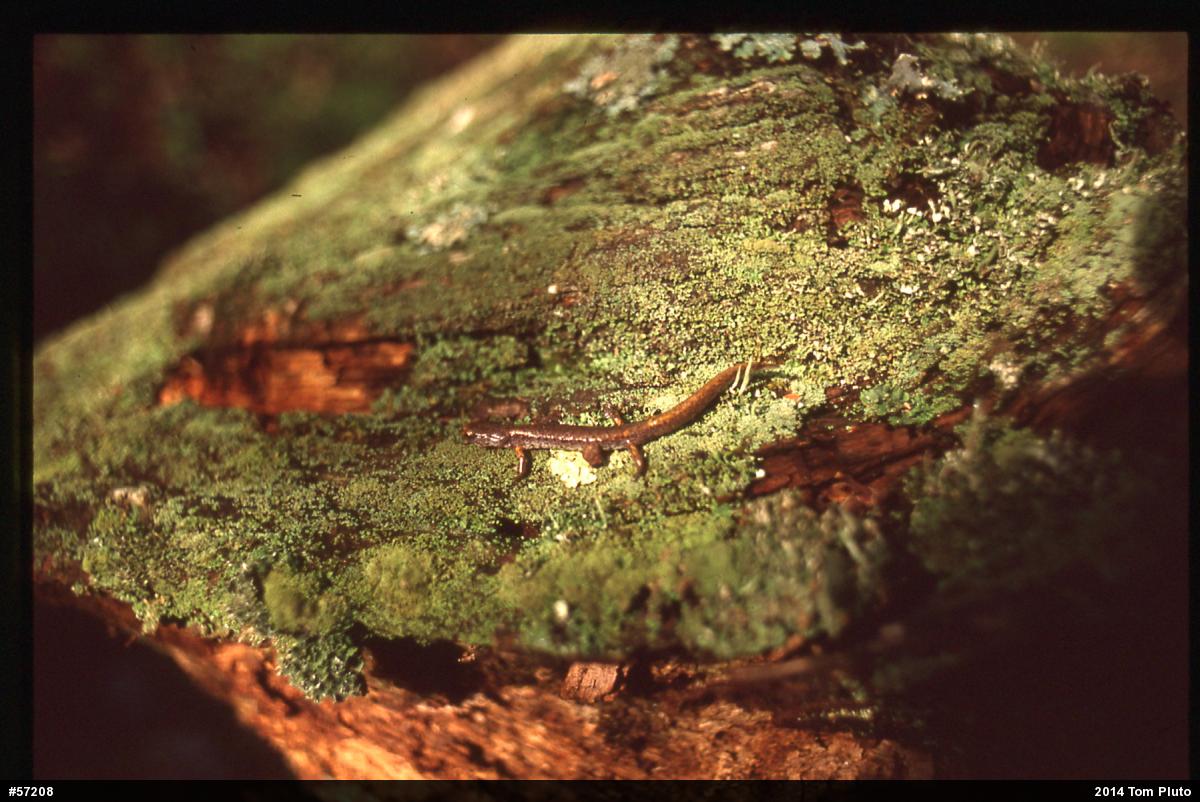 Four-toed Salamander