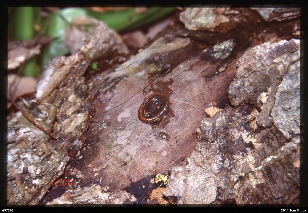 Four-toed Salamander