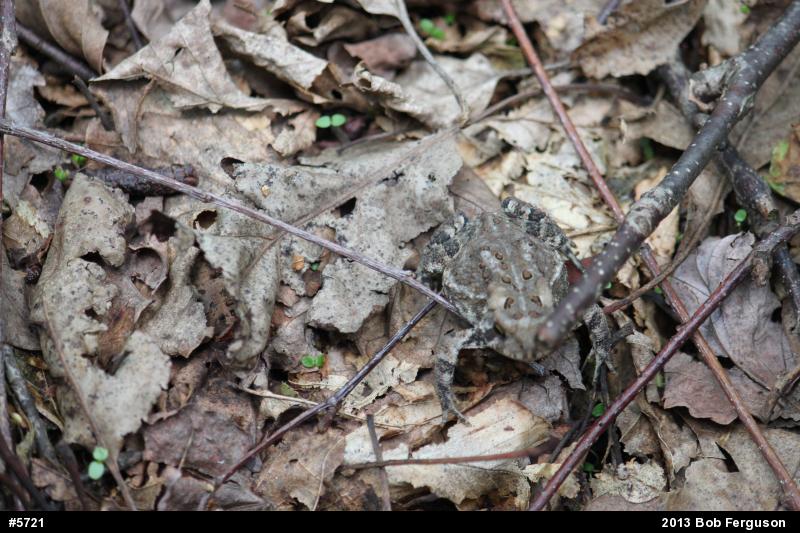 Eastern American Toad
