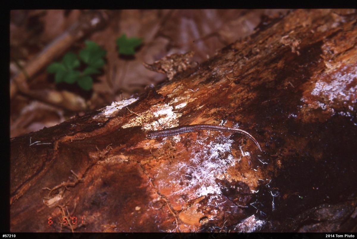 Four-toed Salamander