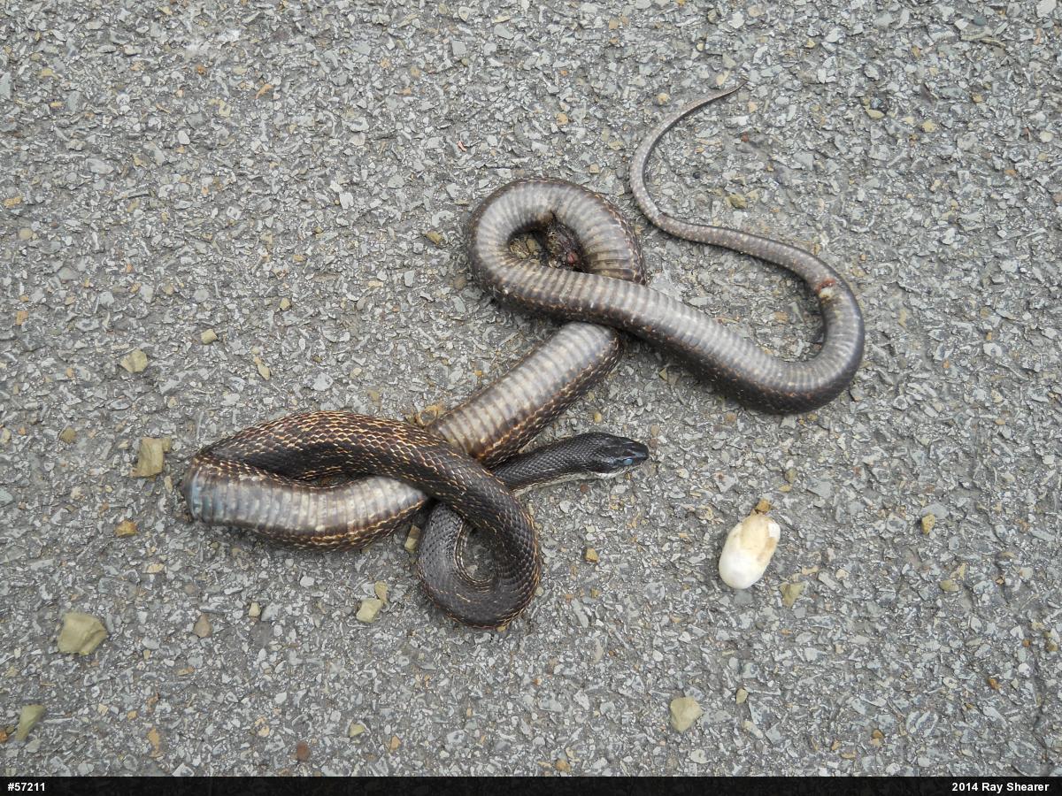 Eastern Ratsnake