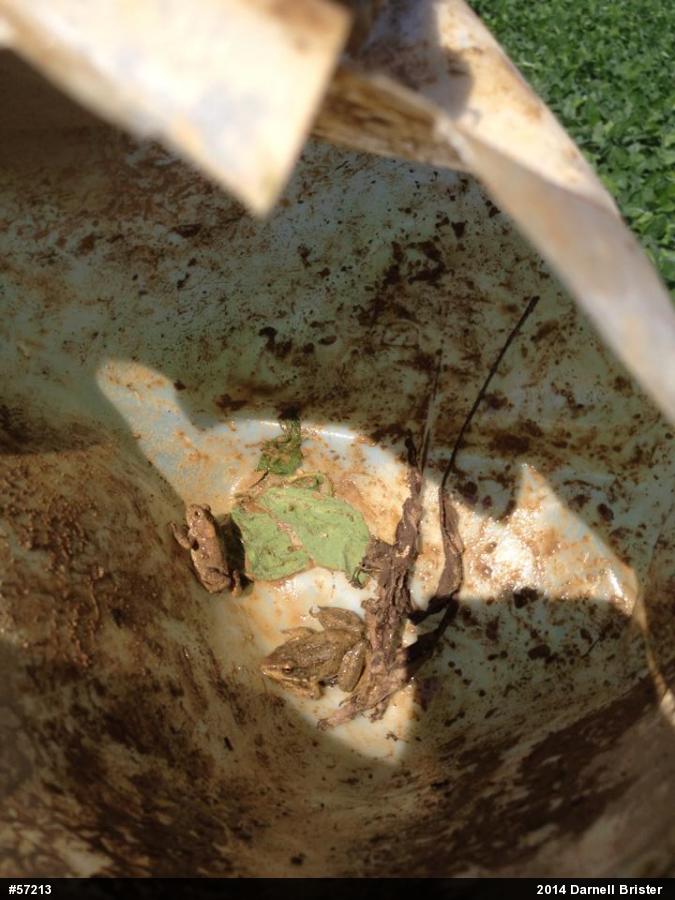 Green Frog