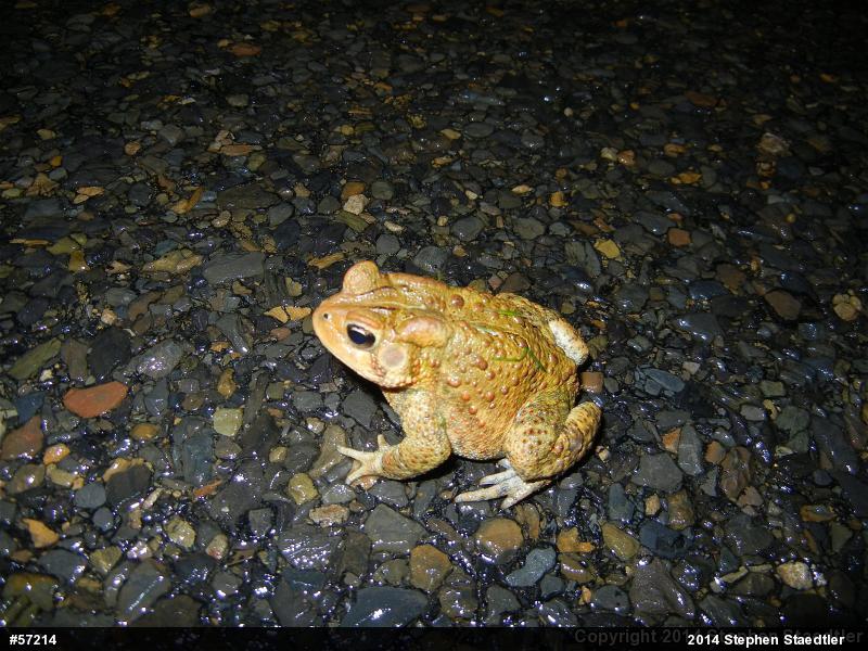Eastern American Toad