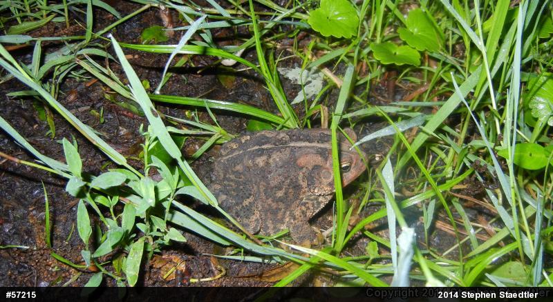 Eastern American Toad