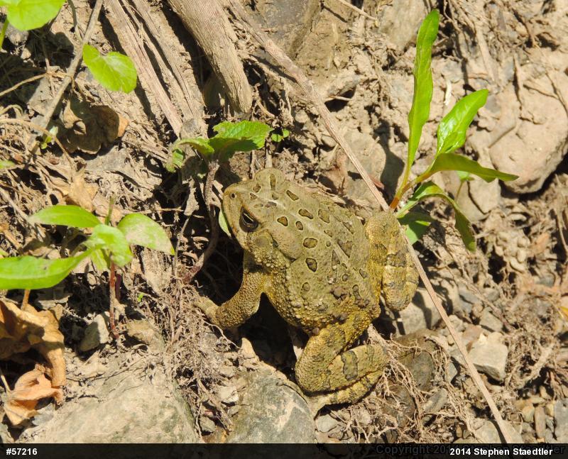 Fowler's Toad