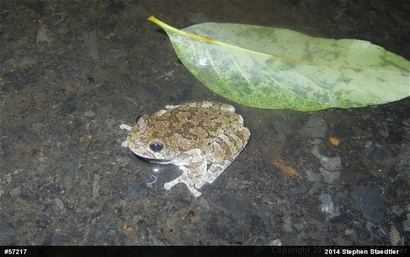 Gray Treefrog
