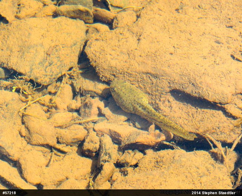Green Frog