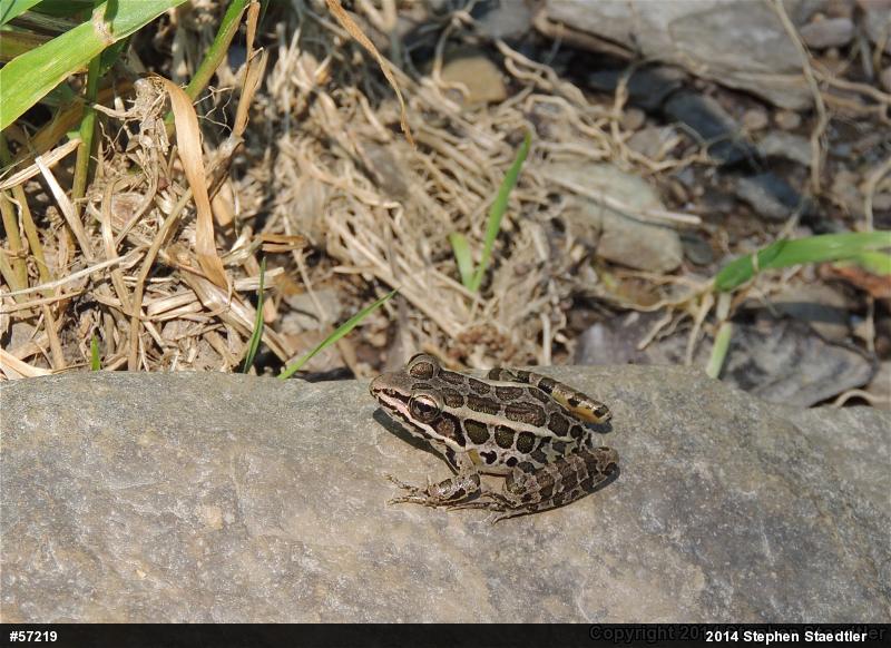 Pickerel Frog