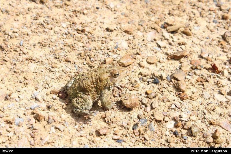 Eastern American Toad
