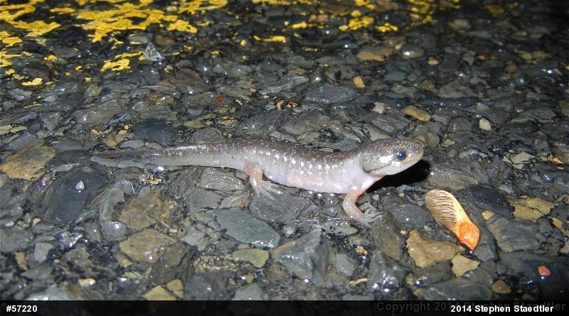 Spotted Salamander