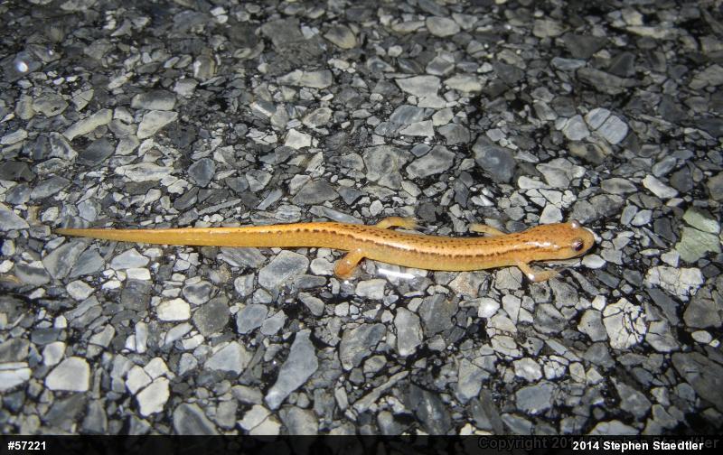 Northern Two-lined Salamander