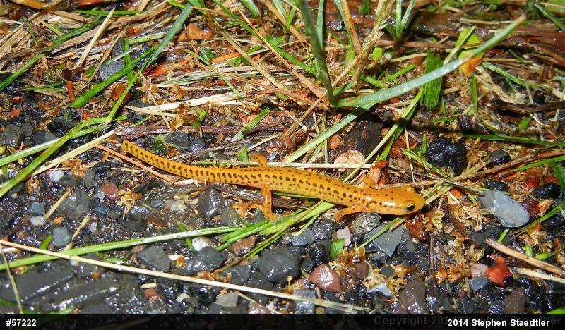 Eastern Long-tailed Salamander