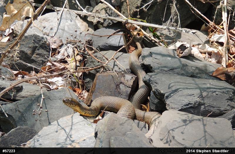 Northern Watersnake