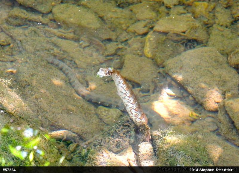 Northern Watersnake