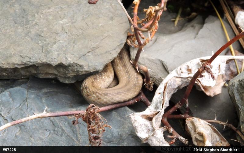 Dekay's Brownsnake