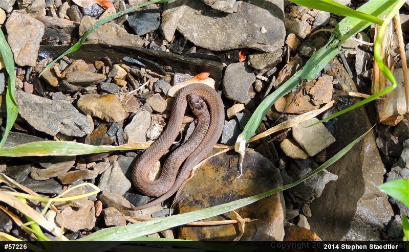 Dekay's Brownsnake