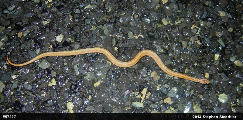 Dekay's Brownsnake