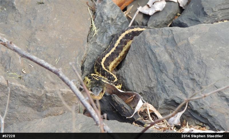 Eastern Gartersnake