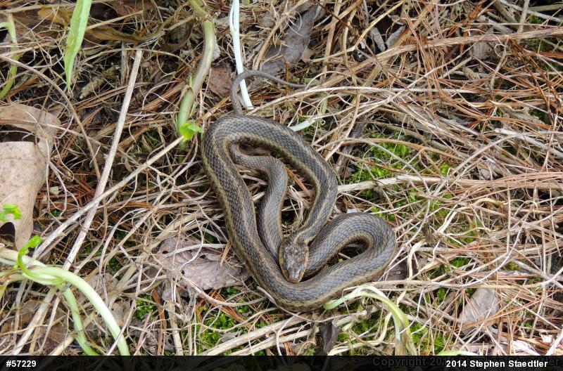 Eastern Gartersnake