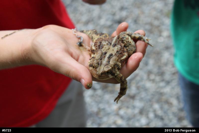 Eastern American Toad