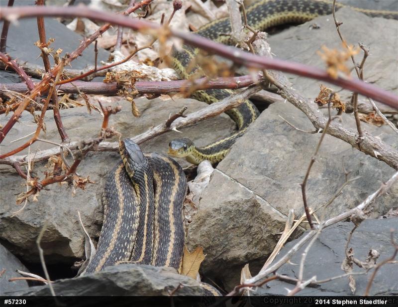 Eastern Gartersnake