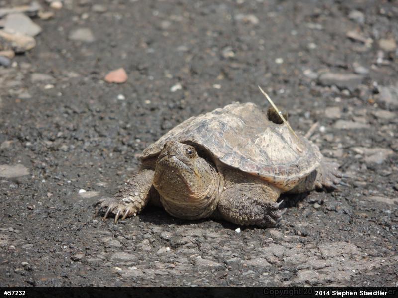 Snapping Turtle