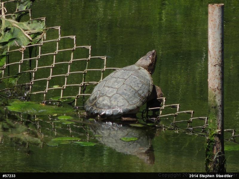 Snapping Turtle