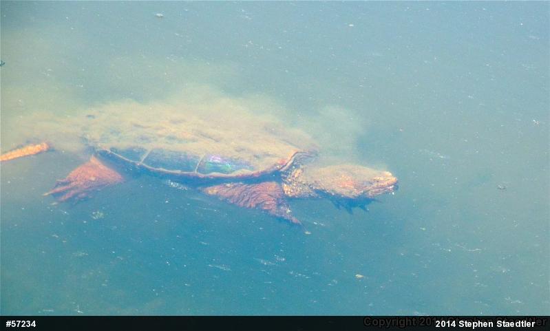 Snapping Turtle