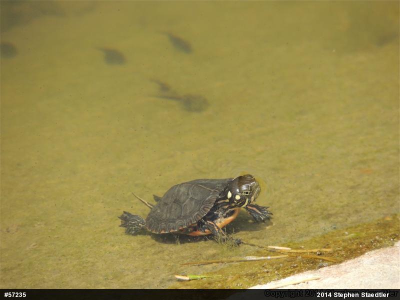 Eastern Painted Turtle