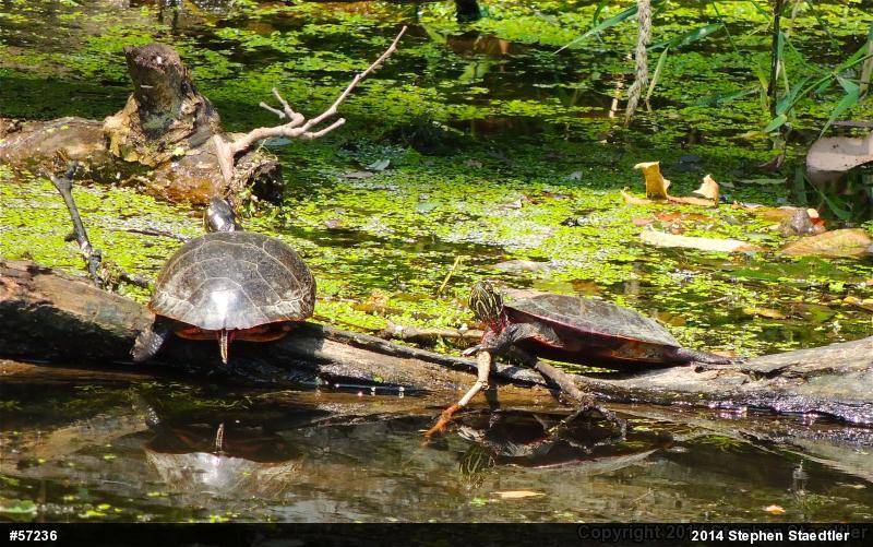 Eastern Painted Turtle