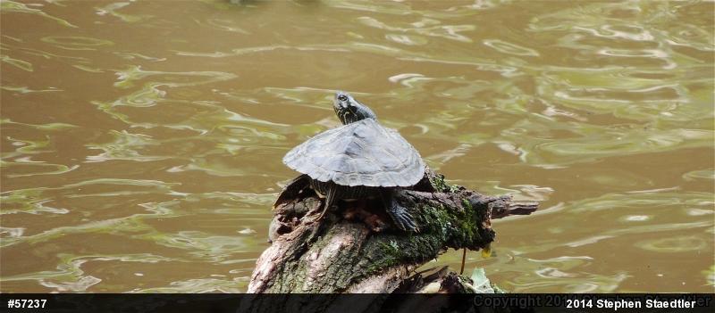 Northern Map Turtle