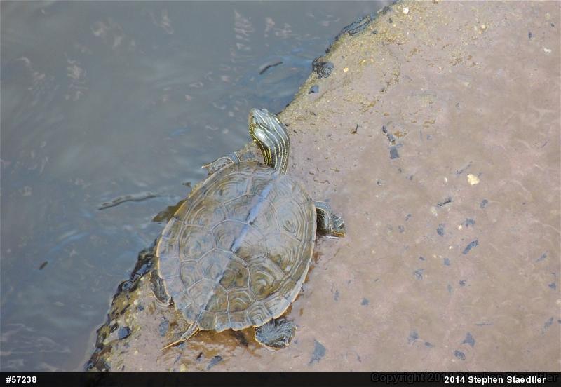 Northern Map Turtle