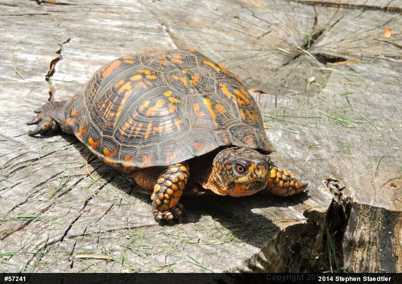 Eastern Box Turtle