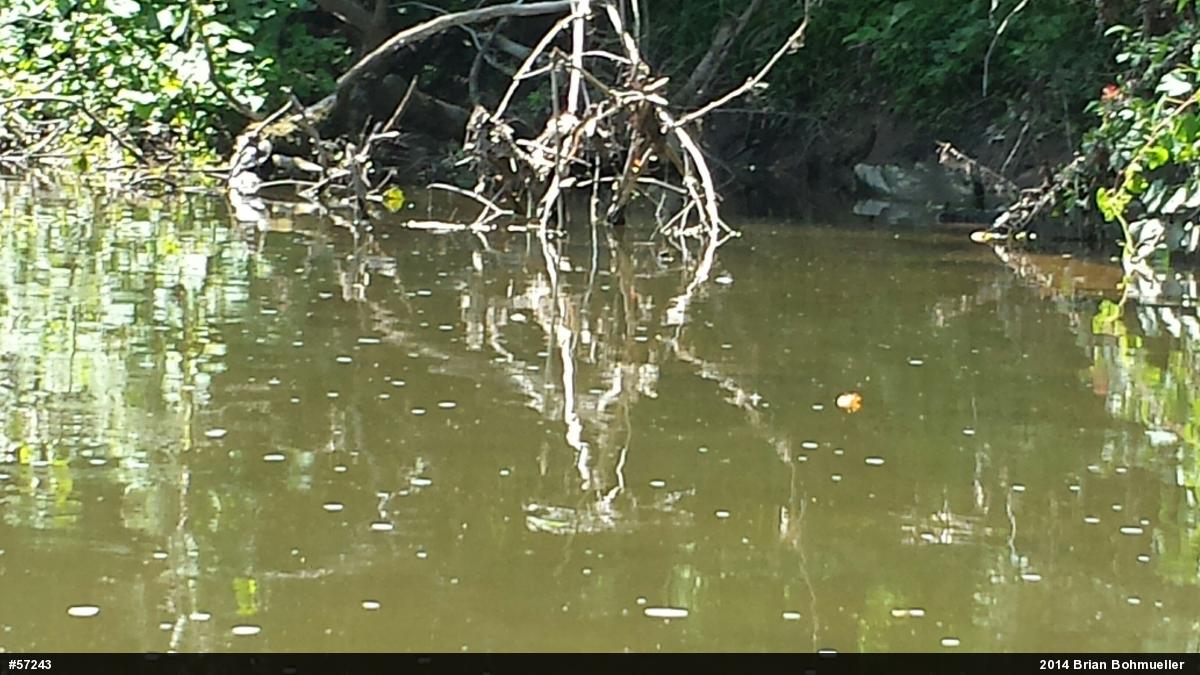 Eastern Painted Turtle