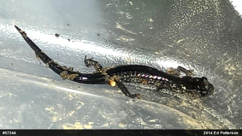 Wehrle's Salamander