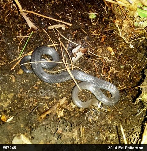 Northern Ring-necked Snake