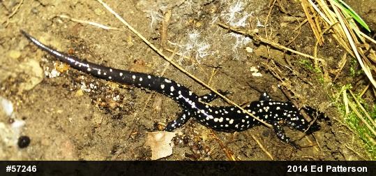 Northern Slimy Salamander