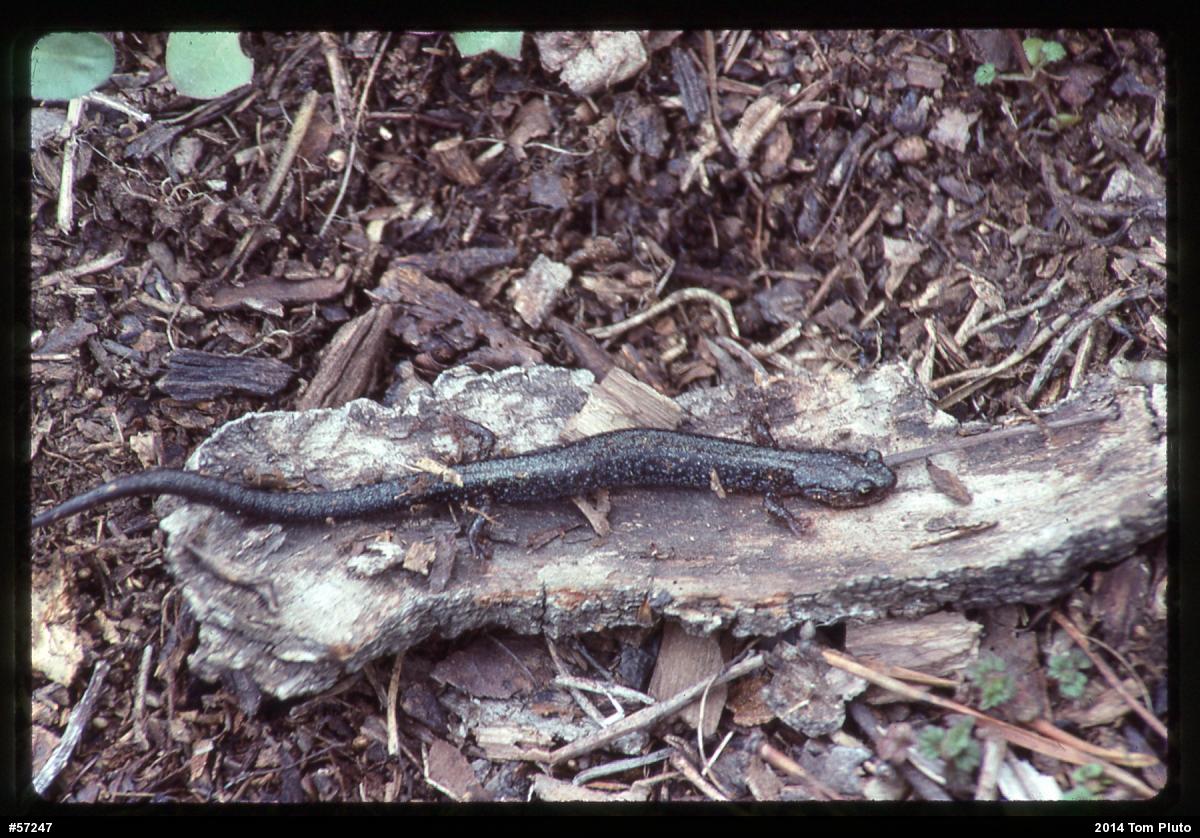 Valley And Ridge Salamander
