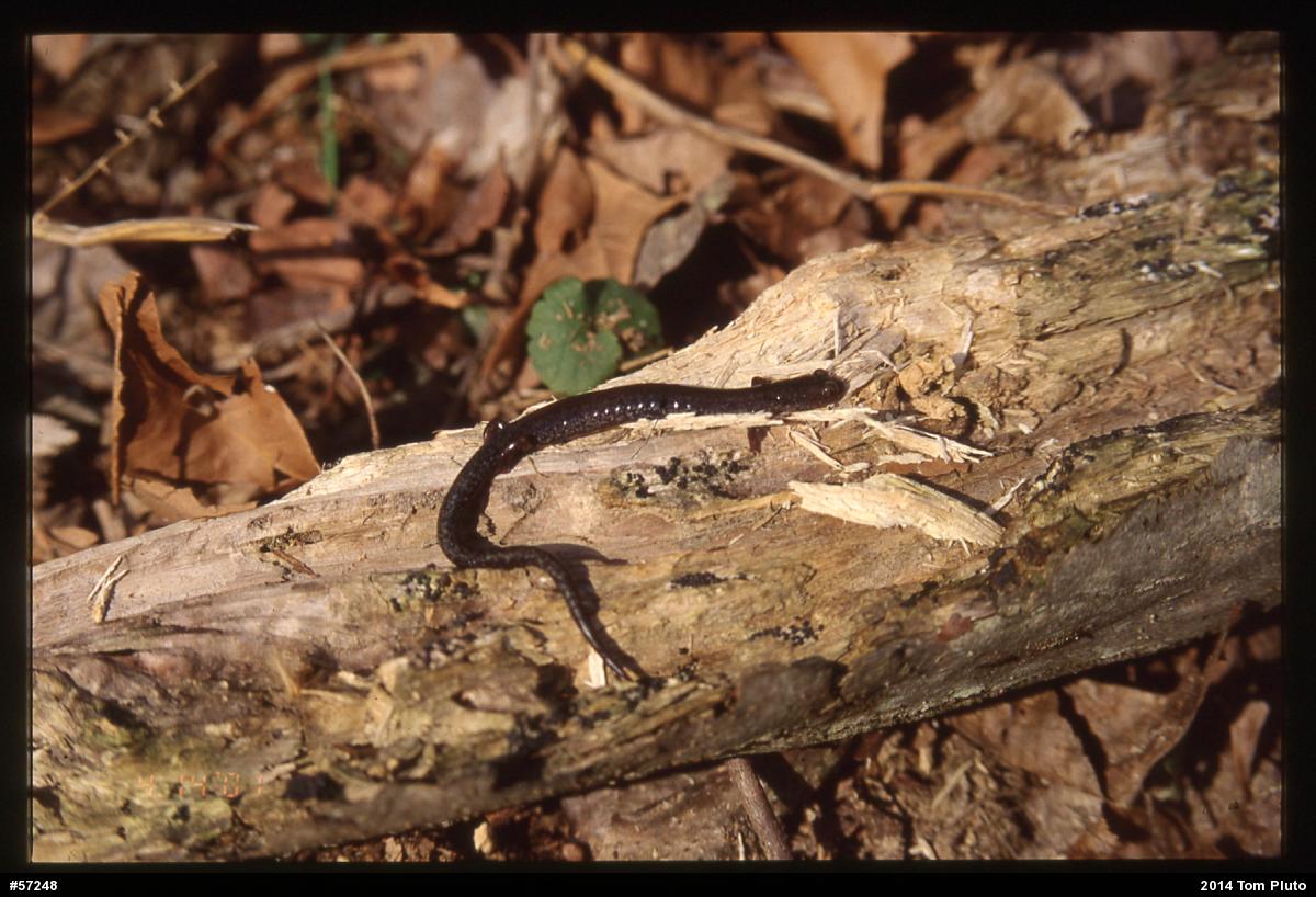Valley And Ridge Salamander