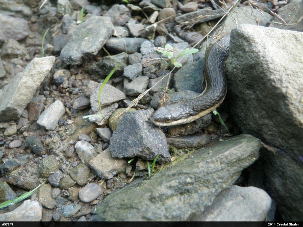 Queensnake