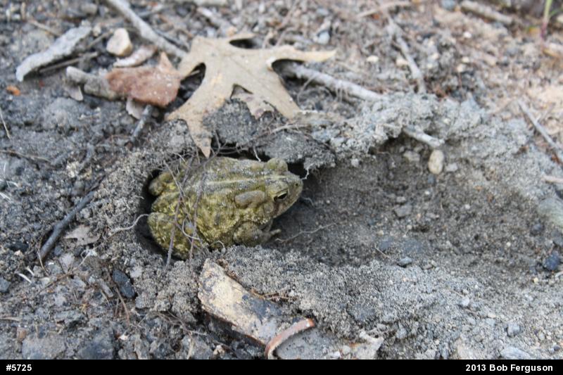 Eastern American Toad