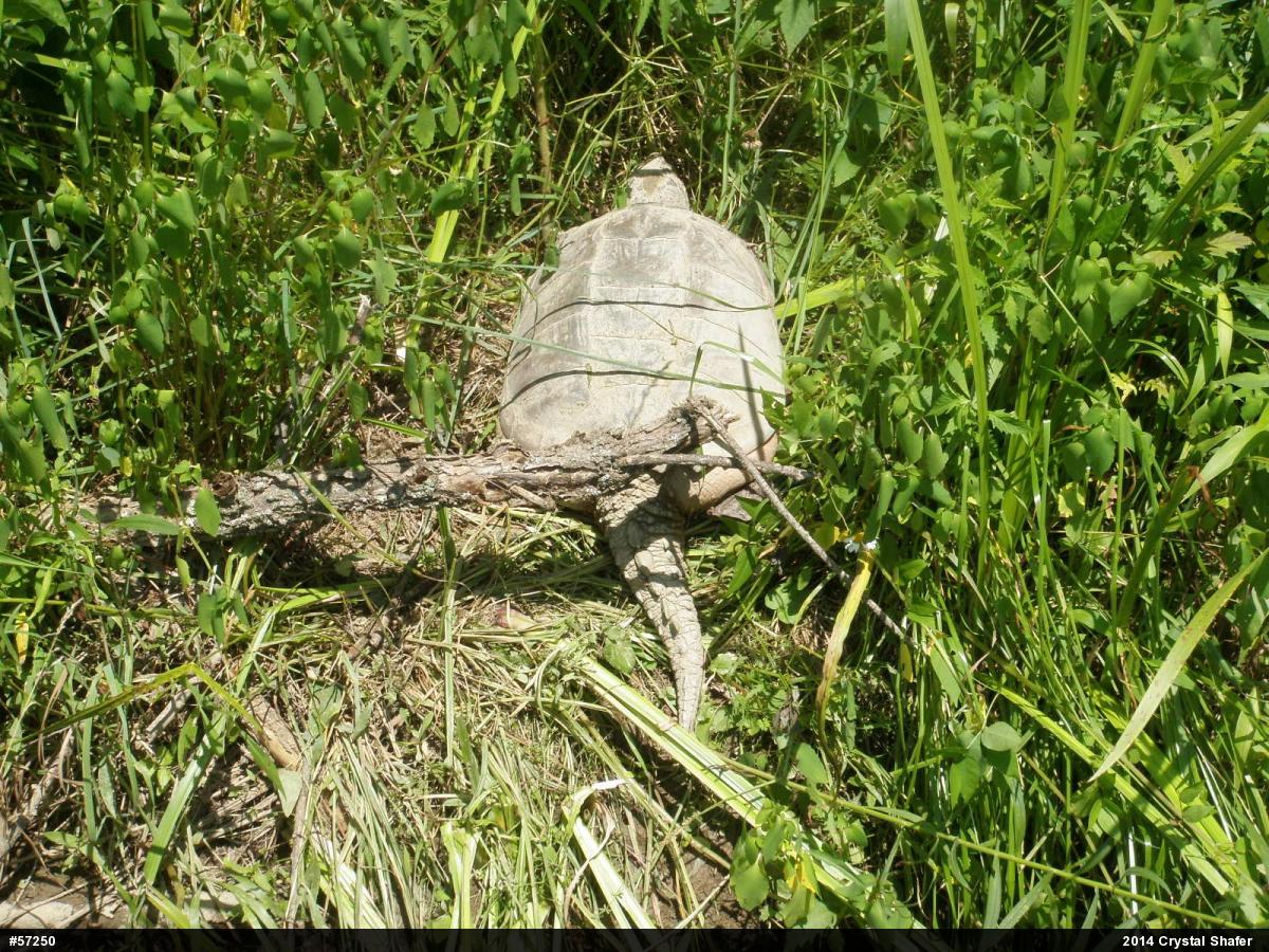 Snapping Turtle