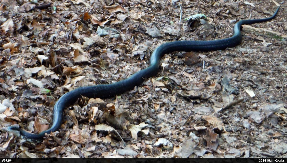 Eastern Ratsnake