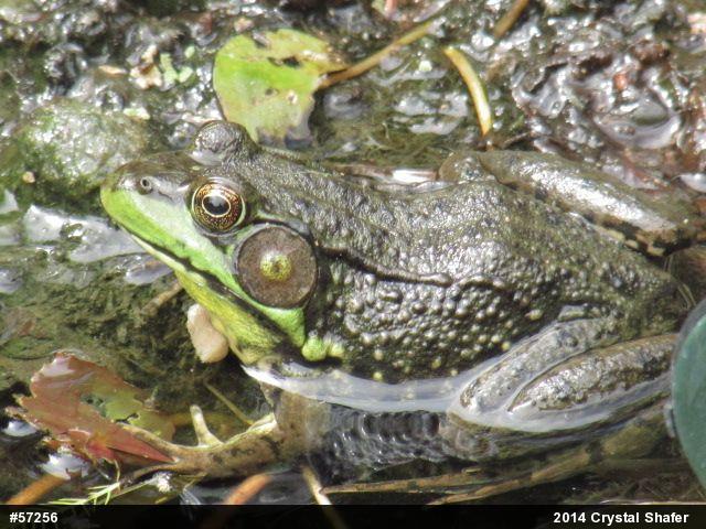 Green Frog
