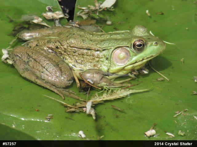 Green Frog