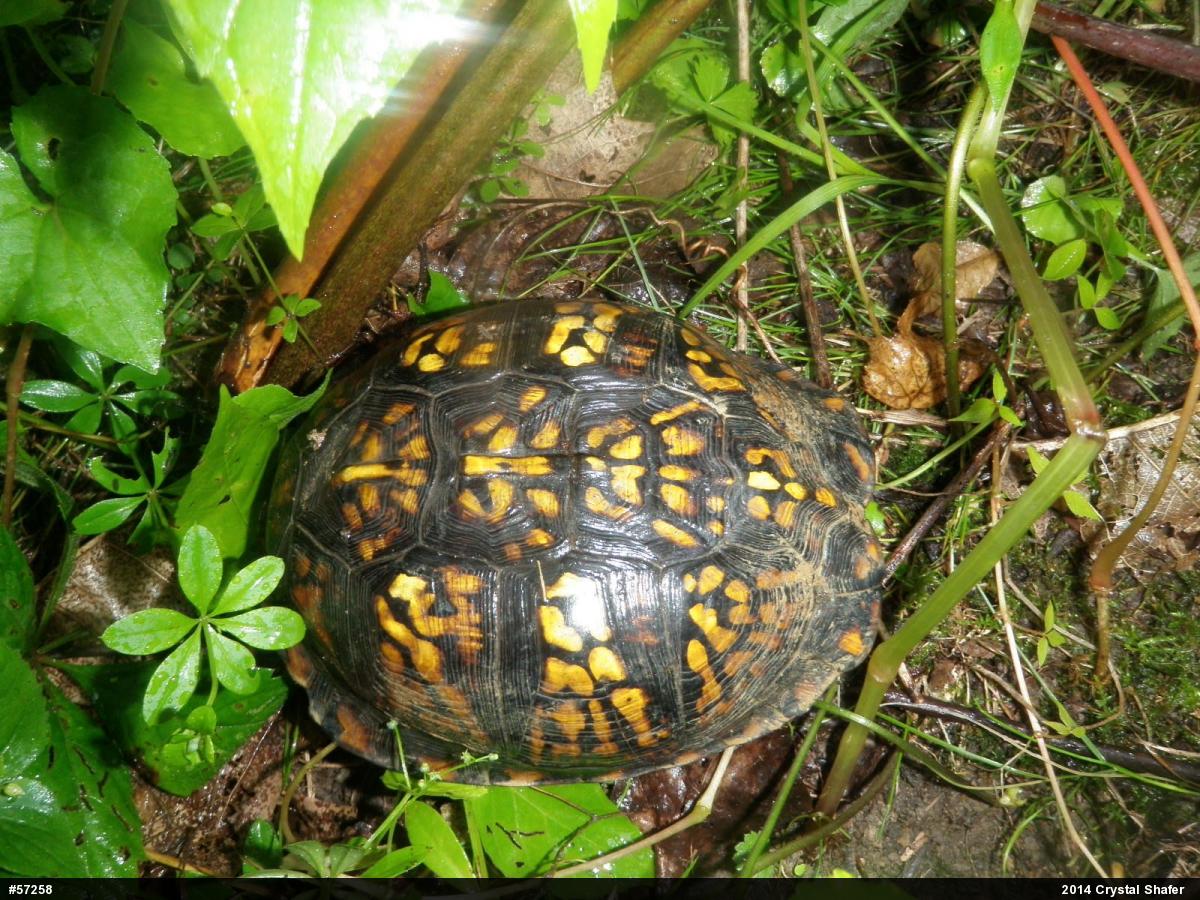 Eastern Box Turtle