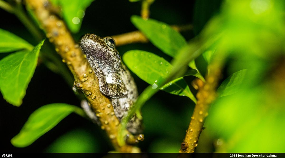 Gray Treefrog